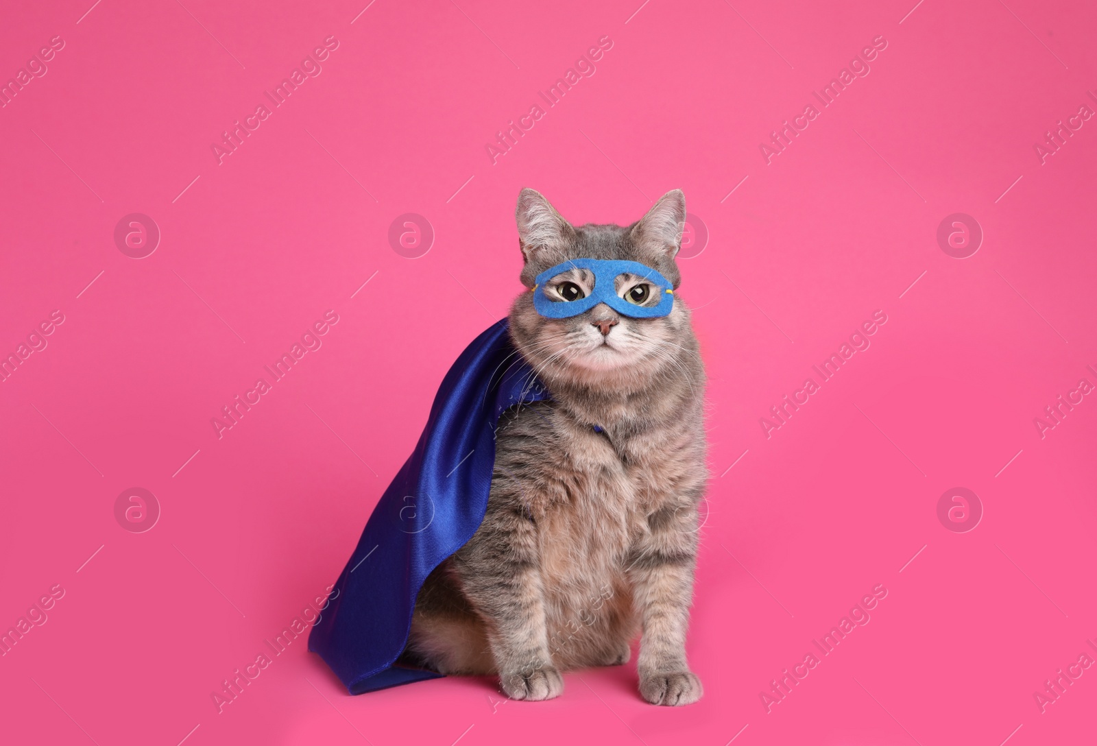 Photo of Adorable cat in blue superhero cape and mask on pink background