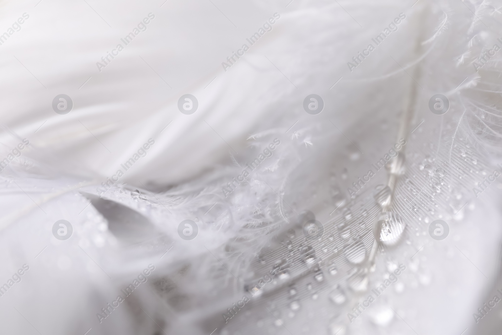 Photo of Fluffy white feathers with water drops as background, closeup