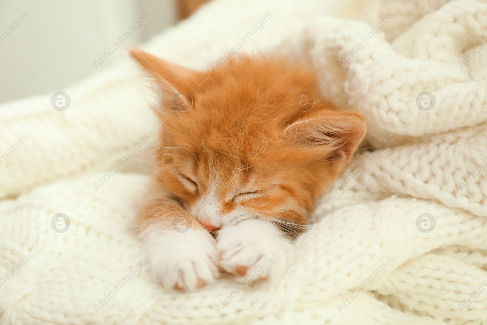 Photo of Cute little red kitten sleeping on white knitted blanket