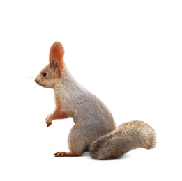 Cute squirrel with fluffy tail on white background