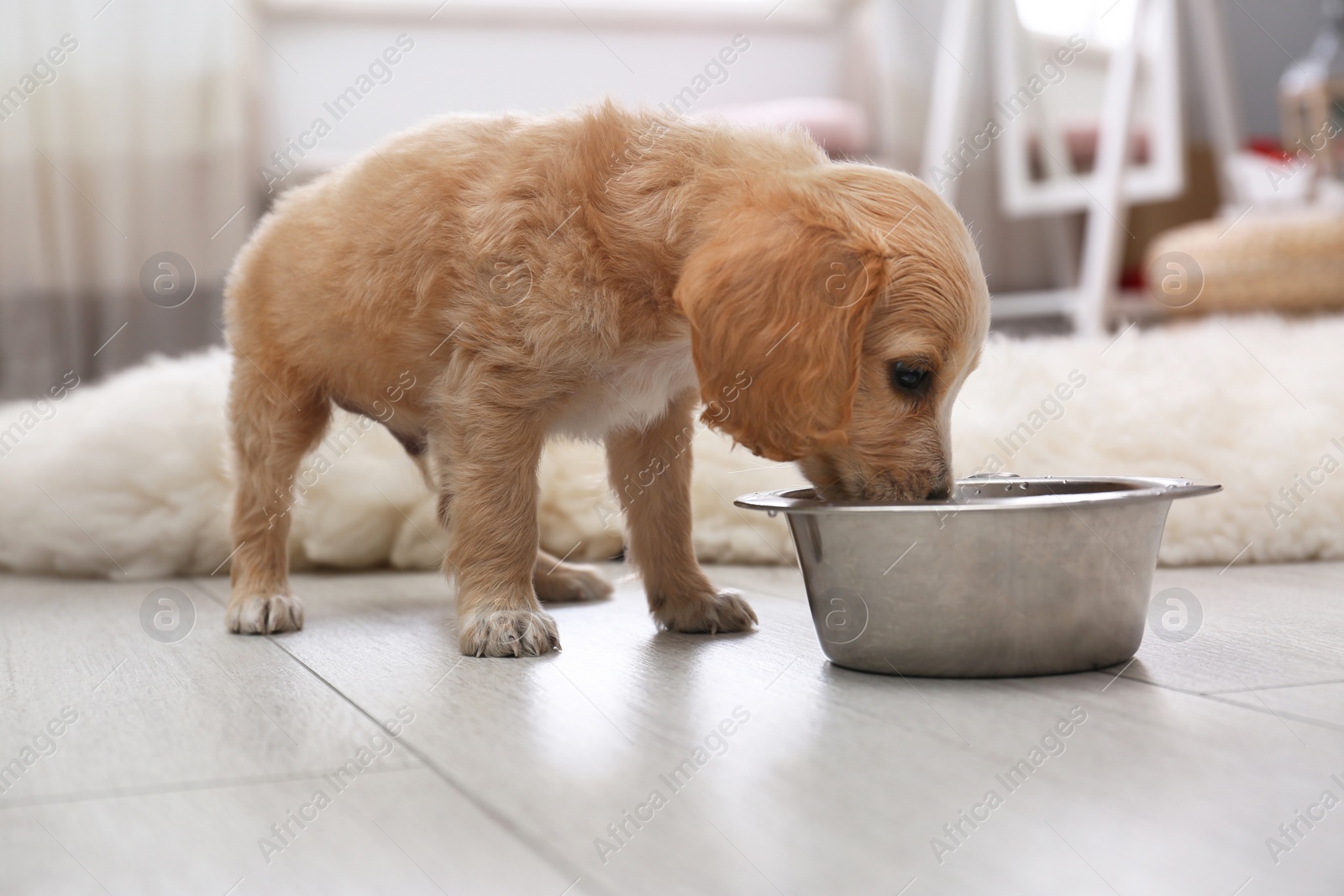 Photo of Cute English Cocker Spaniel puppy with bowl indoors