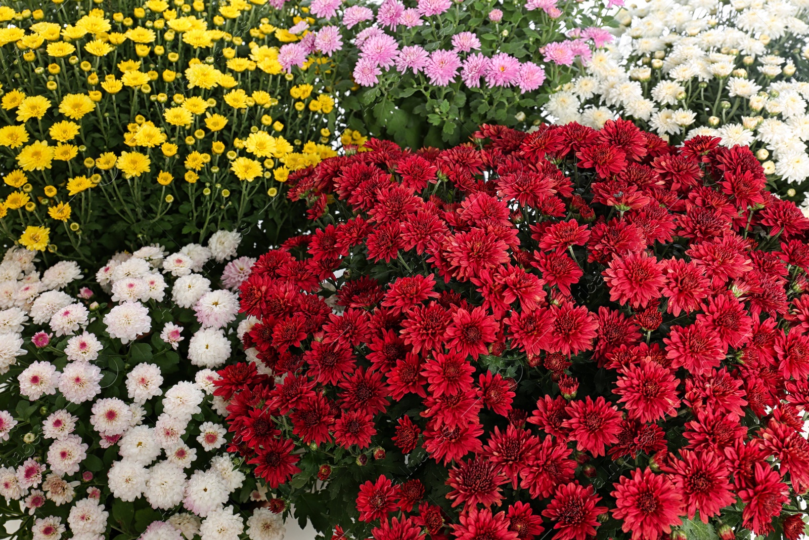 Photo of Beautiful colorful chrysanthemum flowers with leaves as background