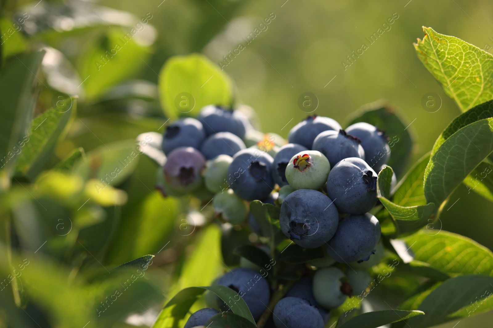 Photo of Wild blueberries growing outdoors, closeup and space for text. Seasonal berries