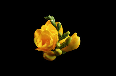 Photo of Beautiful yellow freesia flowers on black background