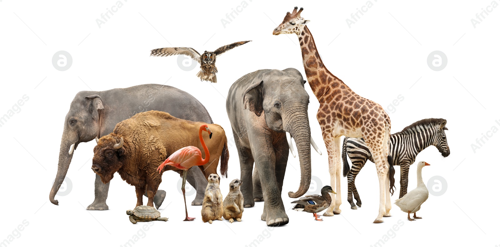 Image of Group of different wild animals on white background, collage