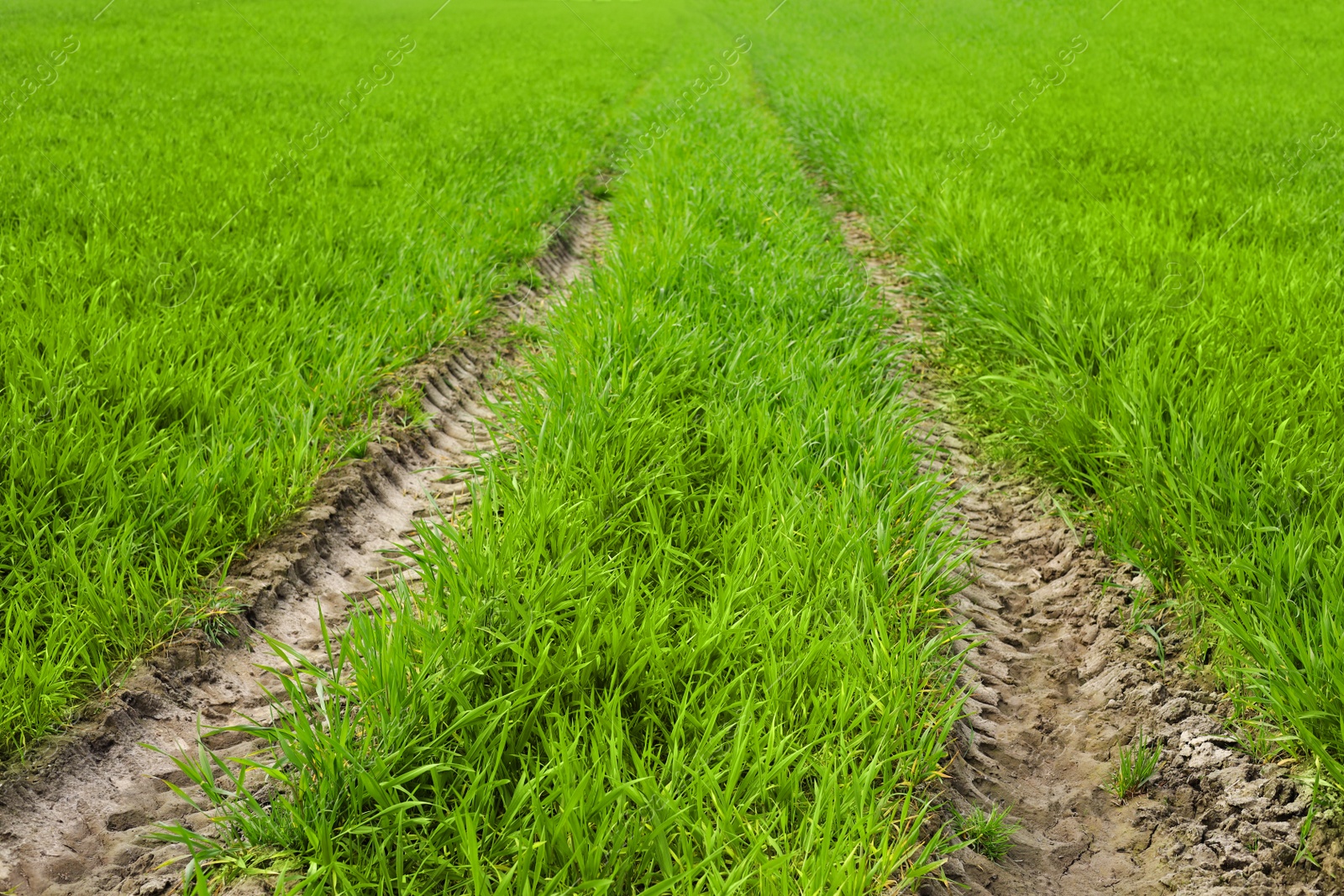 Photo of Beautiful view of field with car pathway and green grass