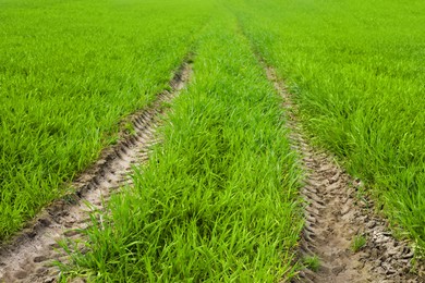 Photo of Beautiful view of field with car pathway and green grass