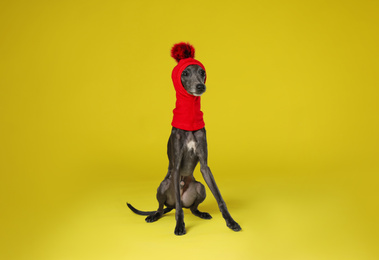 Photo of Italian Greyhound dog wearing funny hat on yellow background
