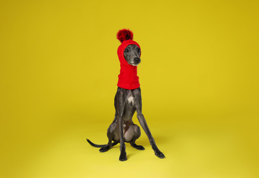 Italian Greyhound dog wearing funny hat on yellow background