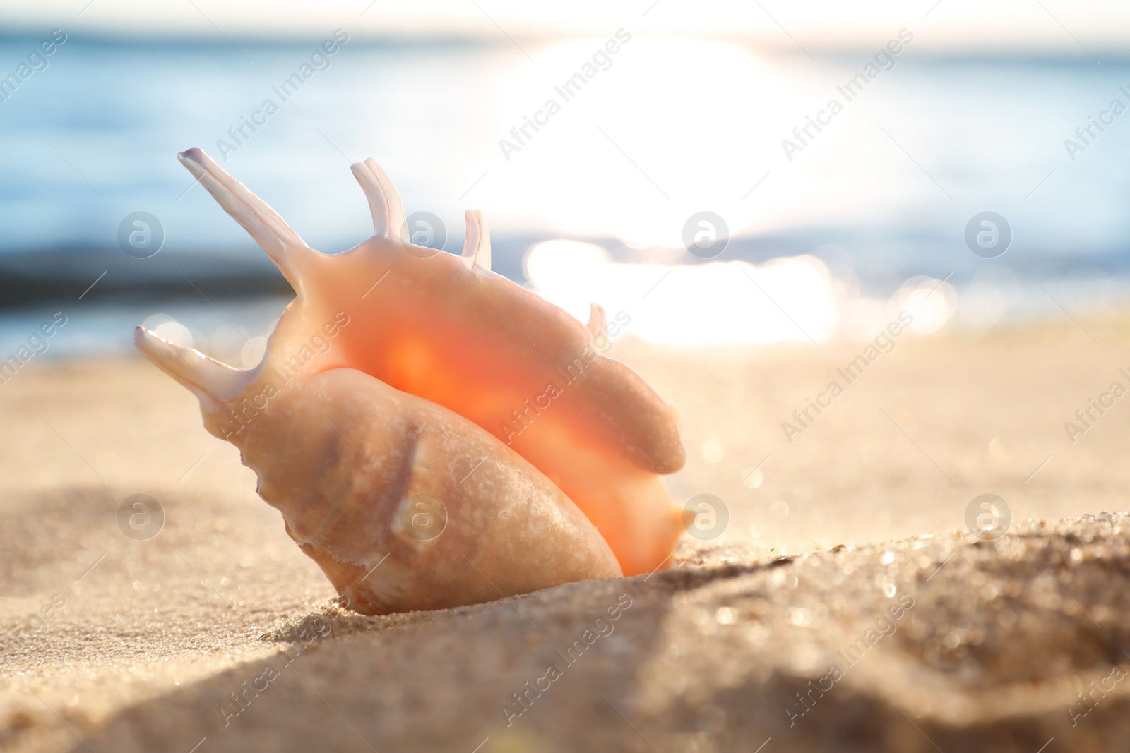 Photo of Beautiful exotic sea shell on sandy beach