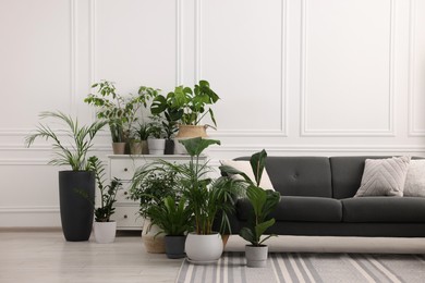 Photo of Cozy room interior with different potted green houseplants and comfortable sofa