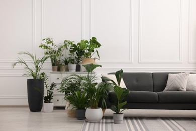 Cozy room interior with different potted green houseplants and comfortable sofa