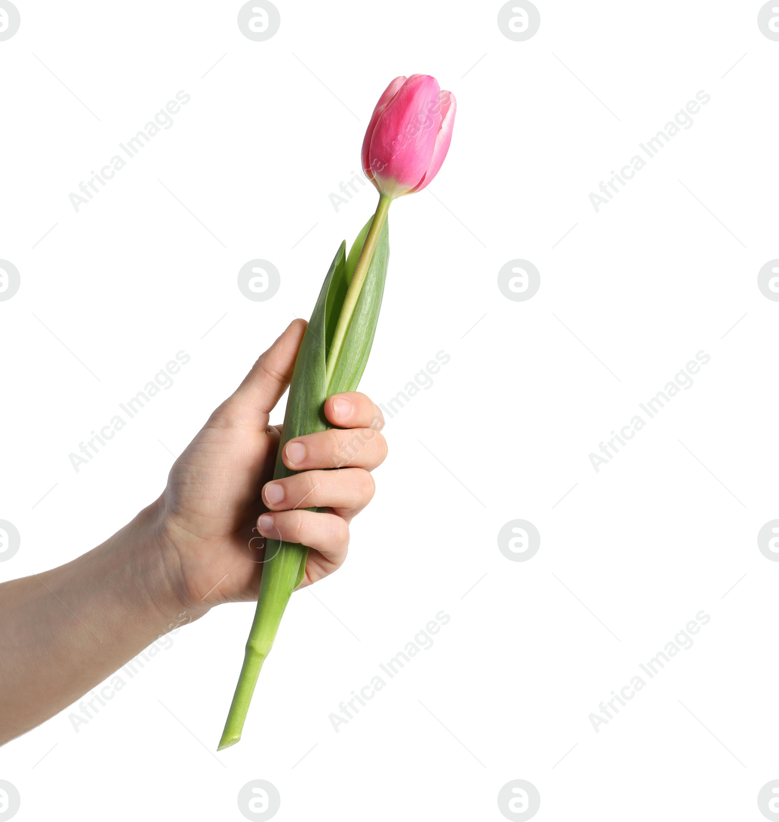 Photo of Man holding beautiful spring tulip on light background, closeup. International Women's Day