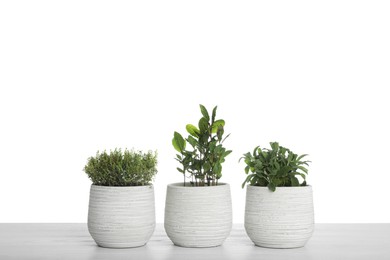 Photo of Pots with thyme, bay and sage on table against white background