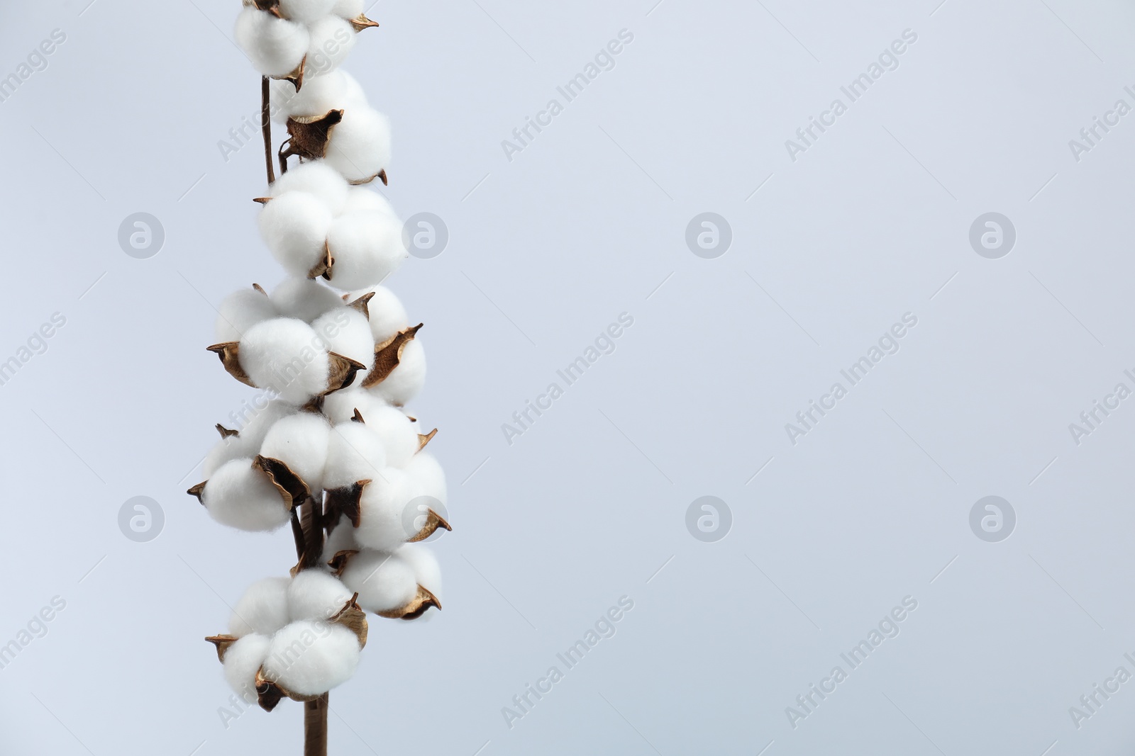 Photo of Beautiful cotton branch with fluffy flowers on light background, space for text