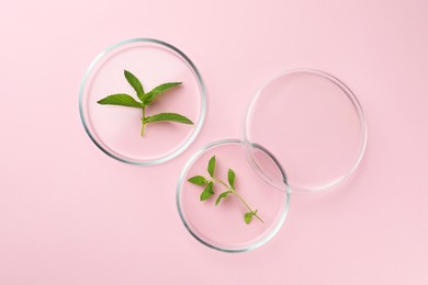 Photo of Petri dishes with different plants on pink background, flat lay