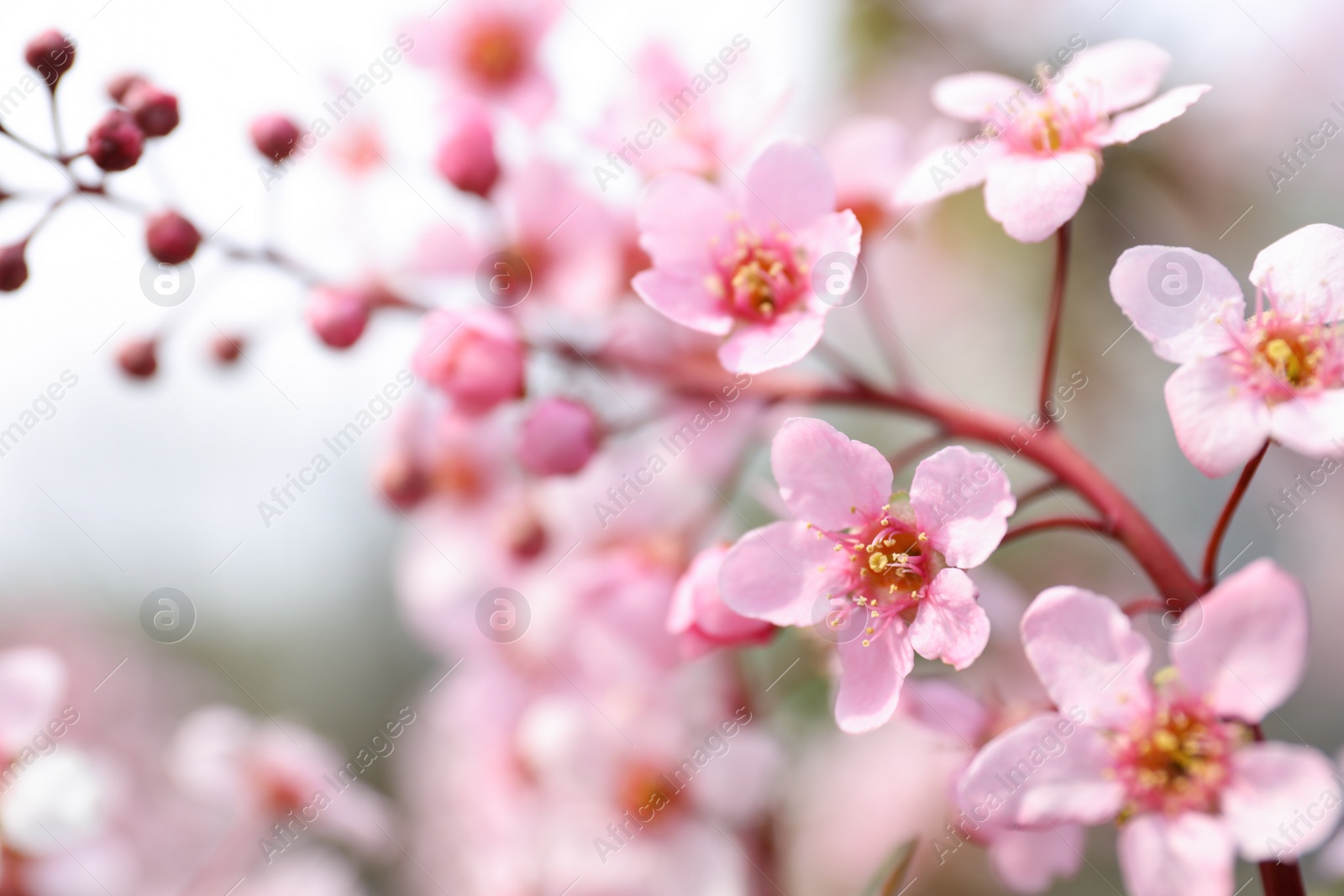 Photo of Closeup view of blossoming pink sakura tree outdoors
