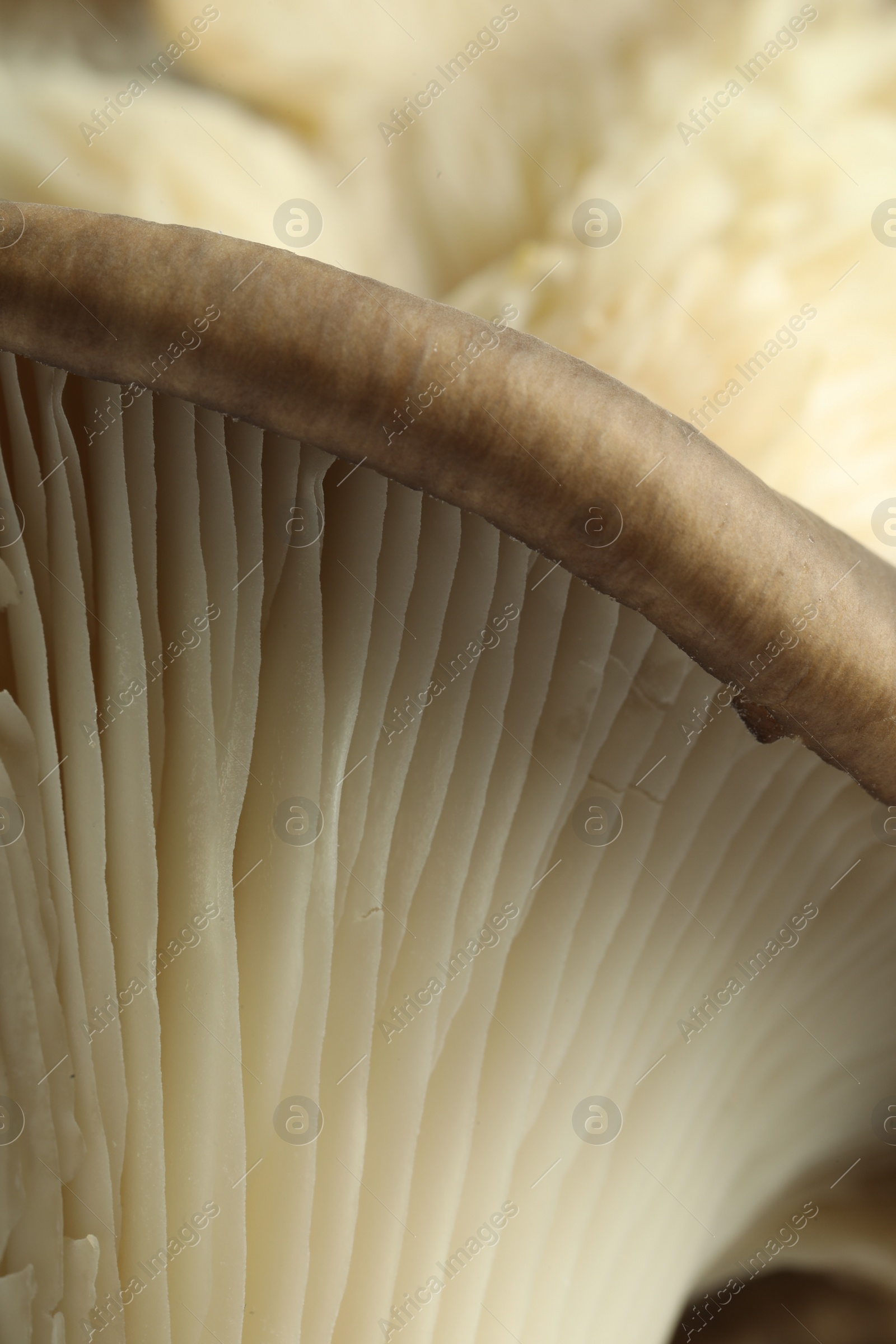 Photo of Fresh oyster mushroom as background, macro view