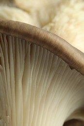 Fresh oyster mushroom as background, macro view