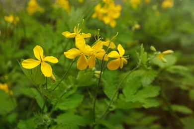 Photo of Celandine with yellow flowers and green leaves outdoors, closeup