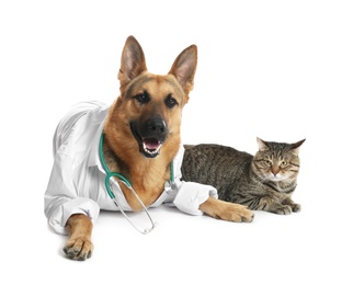 Cute dog in uniform with stethoscope as veterinarian and cat on white background