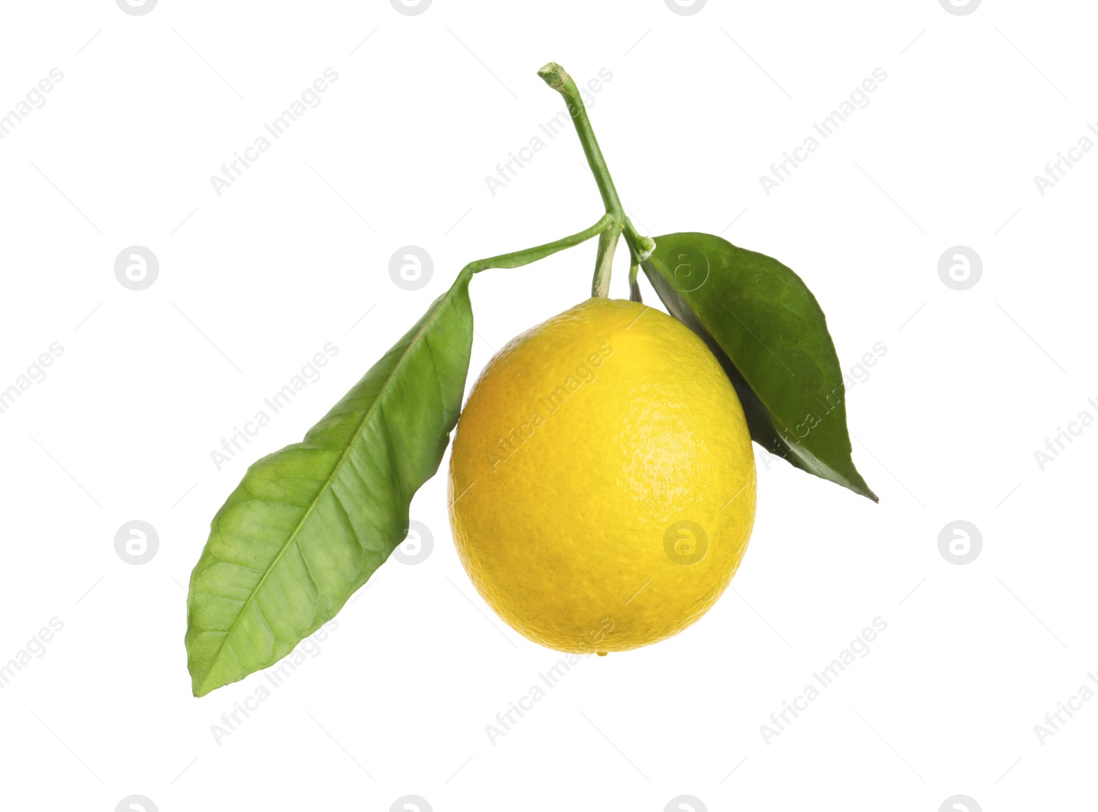 Photo of Fresh ripe lemon fruit with green leaves isolated on white