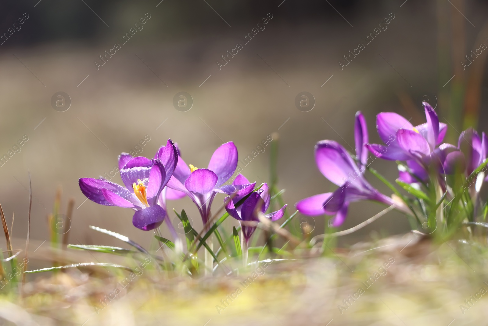 Photo of Fresh purple crocus flowers growing on blurred background