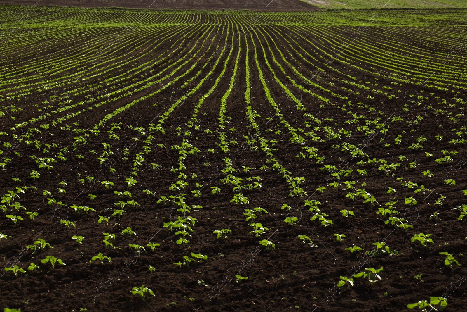 Photo of Agricultural field with sunflower seedlings on sunny day