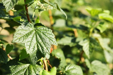 Green currant bush growing outdoors on sunny day , closeup