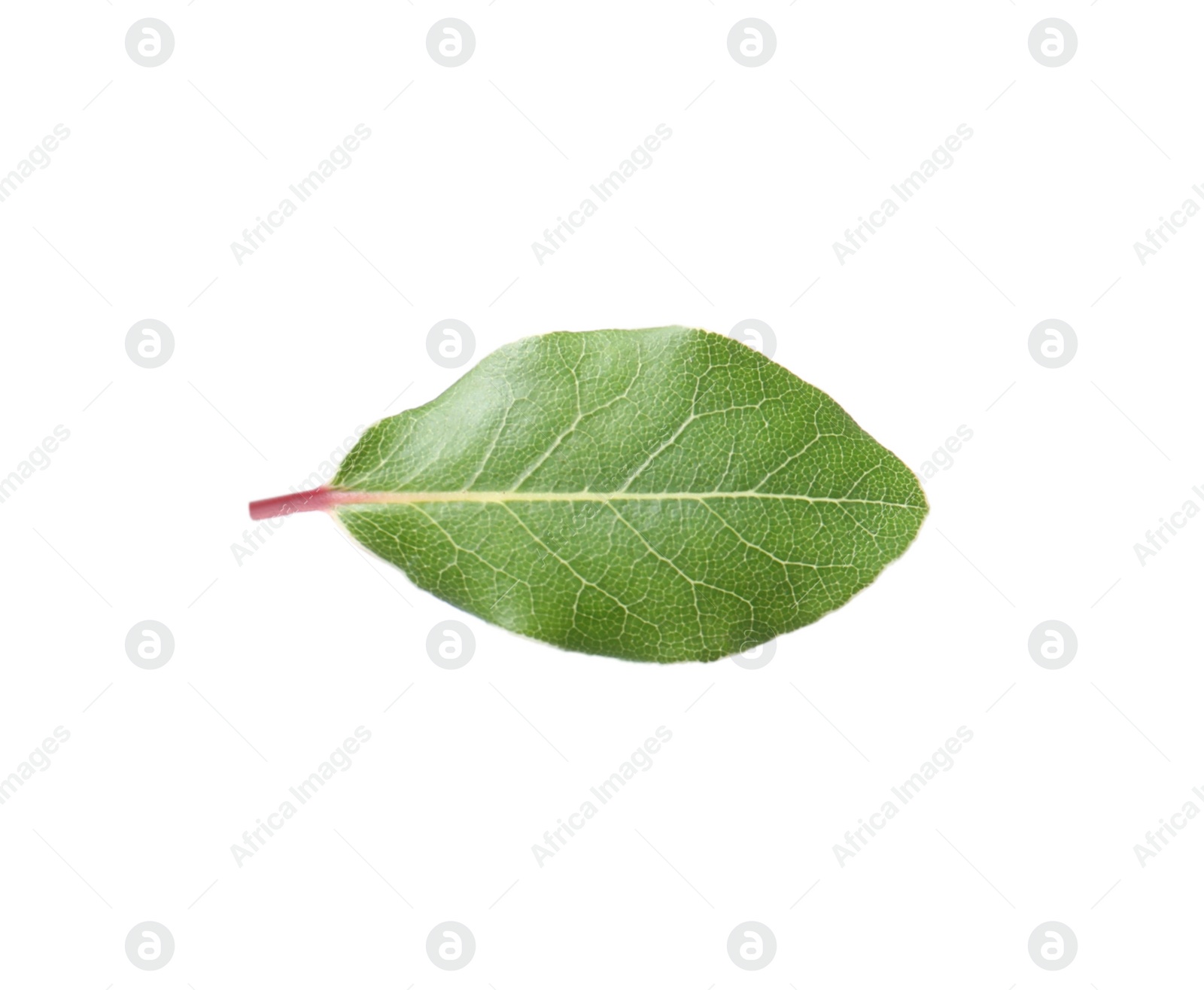 Photo of One fresh bay leaf isolated on white