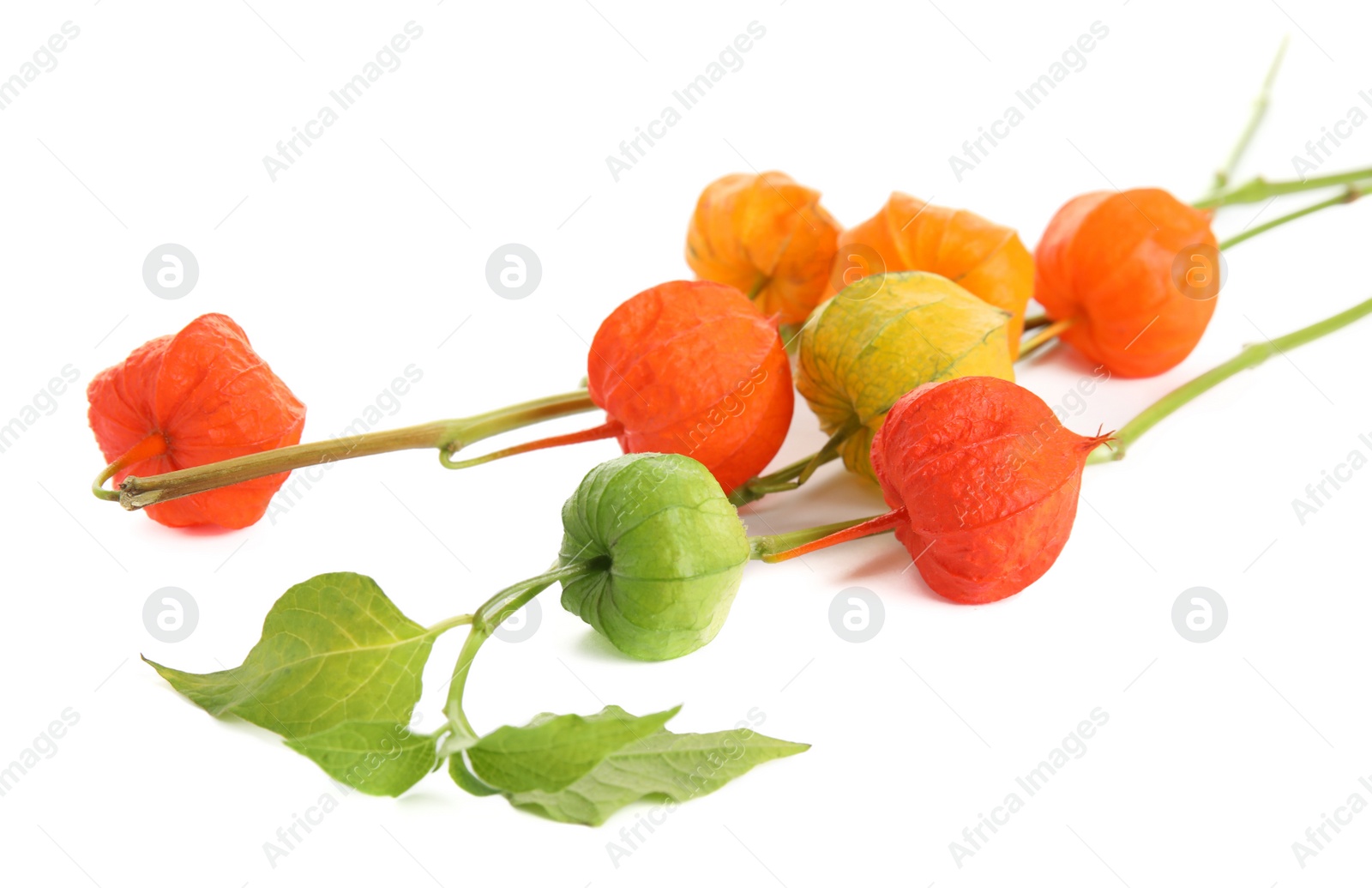 Photo of Physalis branches with colorful sepals on white background