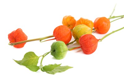 Photo of Physalis branches with colorful sepals on white background