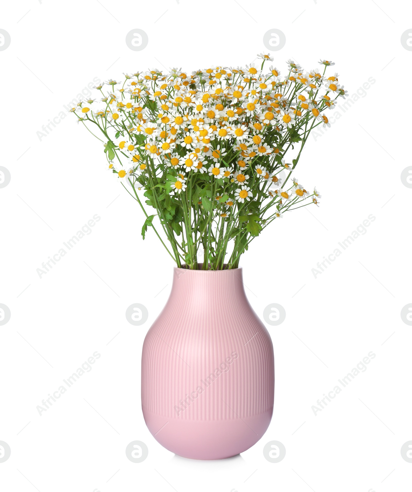 Photo of Pink vase with beautiful chamomile flowers isolated on white