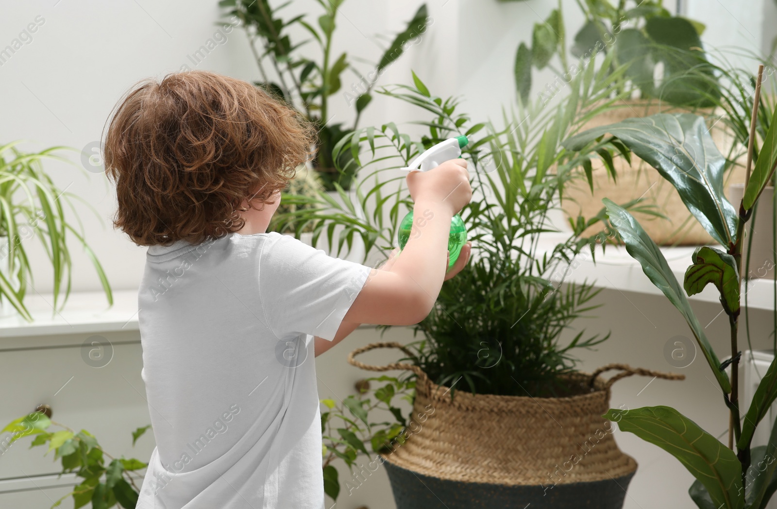 Photo of Cute little boy spraying beautiful green plant at home. House decor