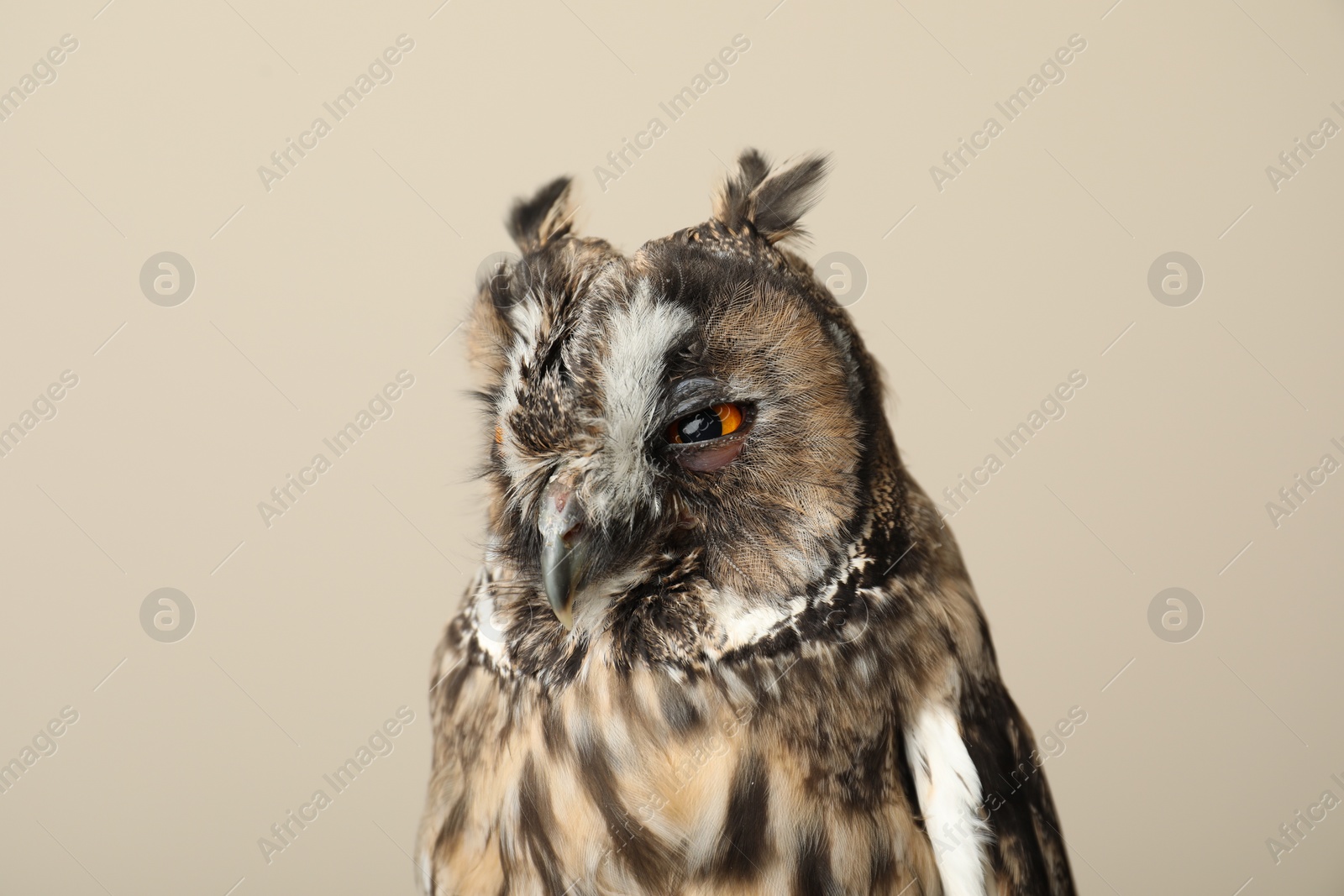 Photo of Beautiful eagle owl on beige background. Predatory bird