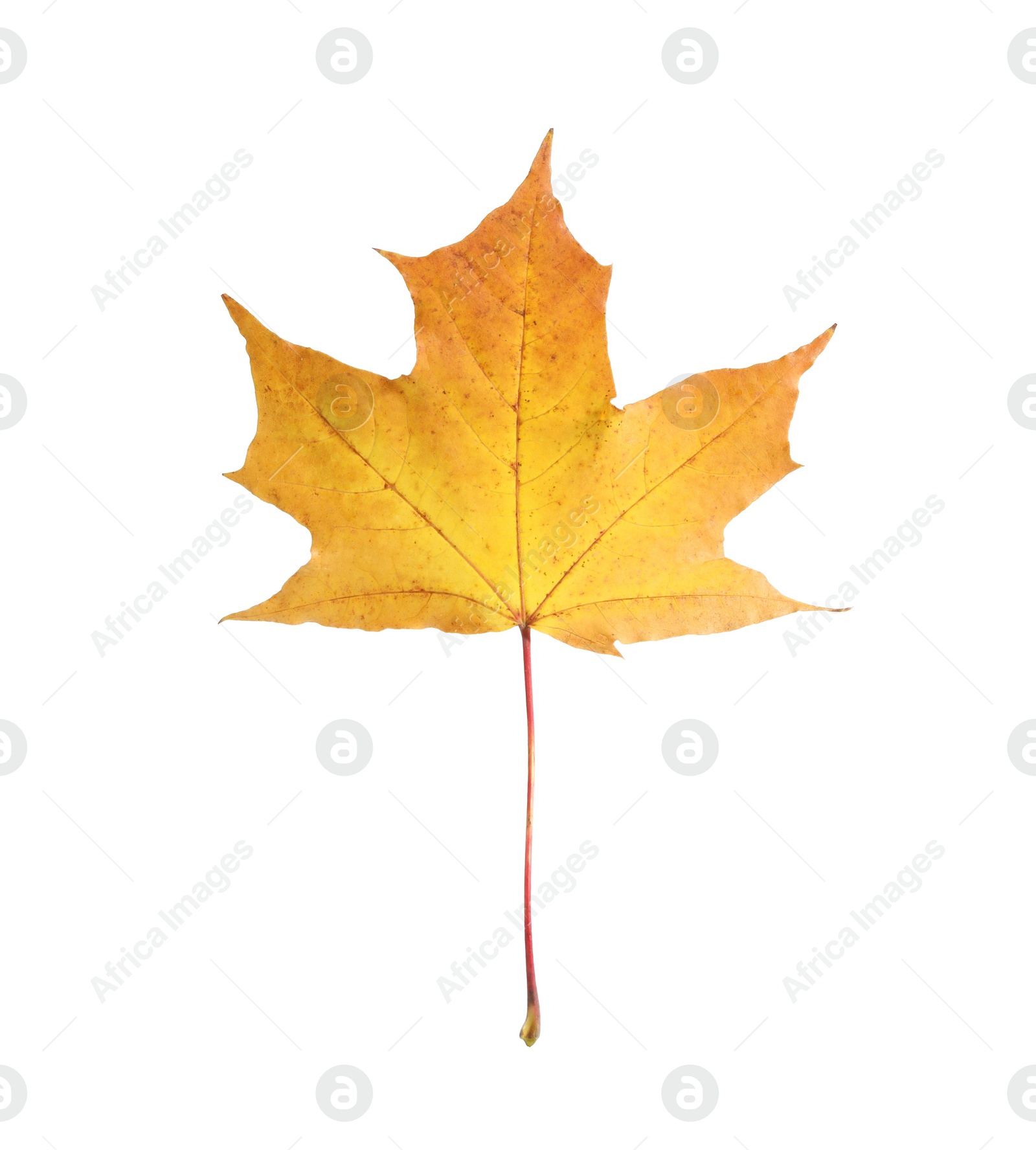Photo of Autumn season. One maple leaf isolated on white