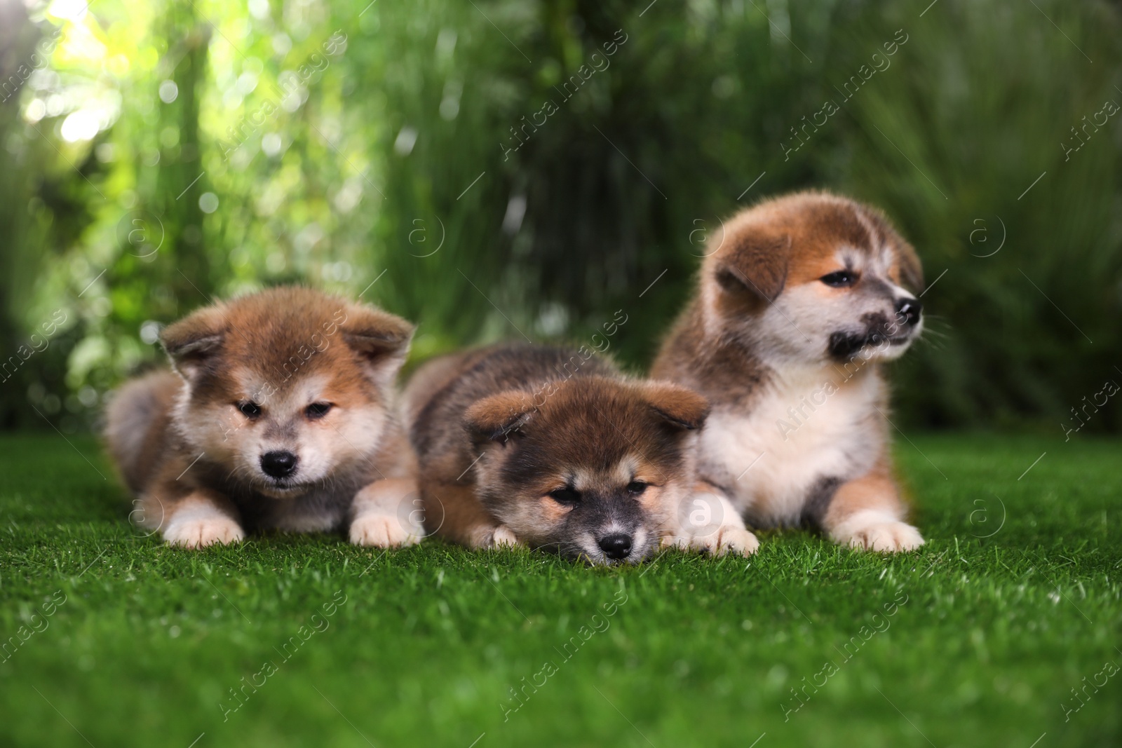 Photo of Adorable Akita Inu puppies on green grass outdoors