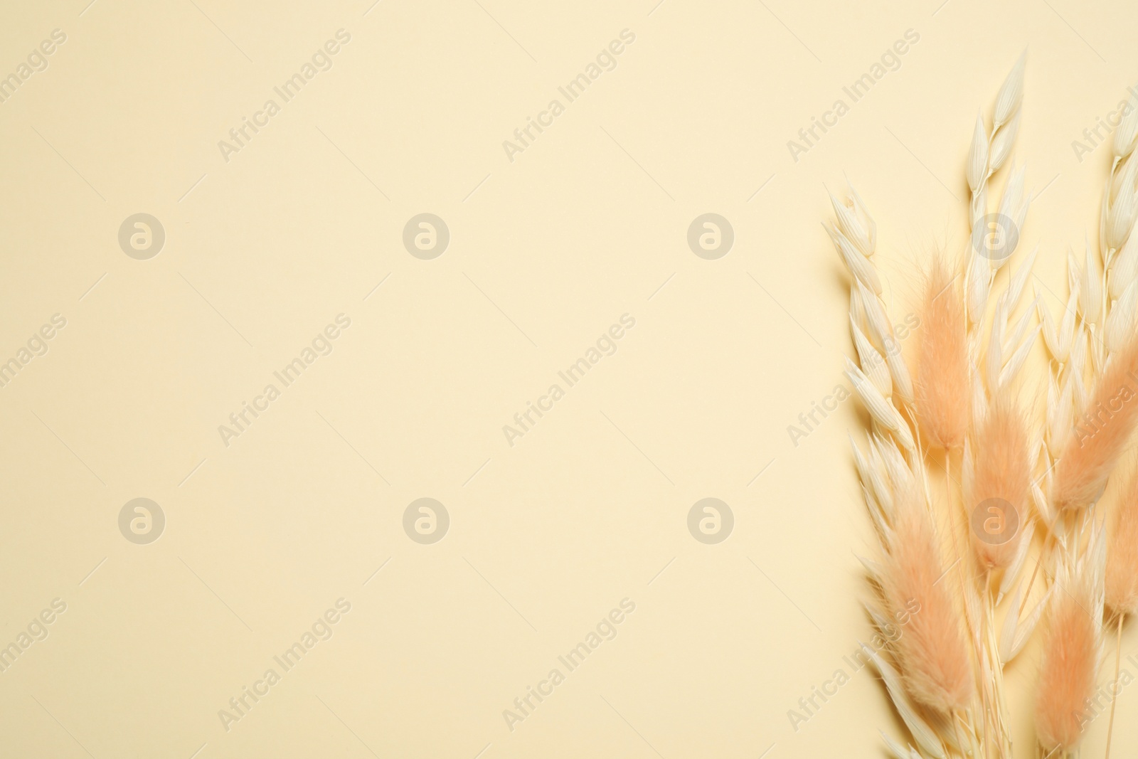 Photo of Bouquet of dried flowers on beige background, flat lay. Space for text