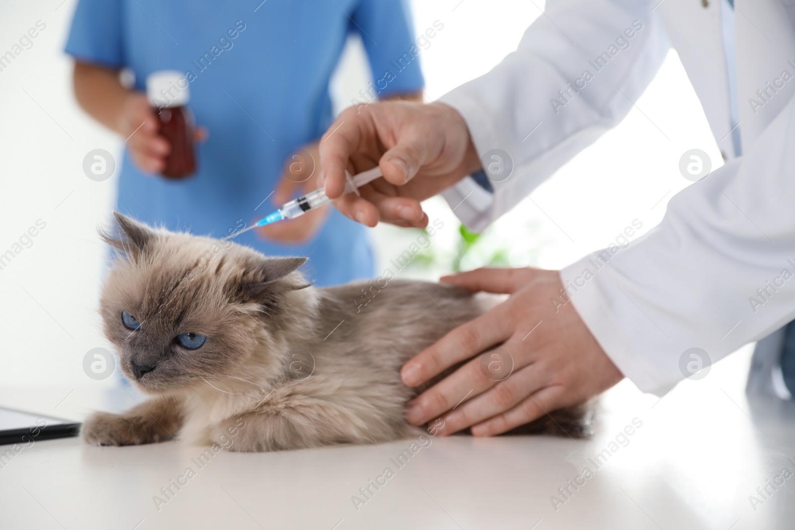 Photo of Professional veterinarians vaccinating cat in clinic, closeup