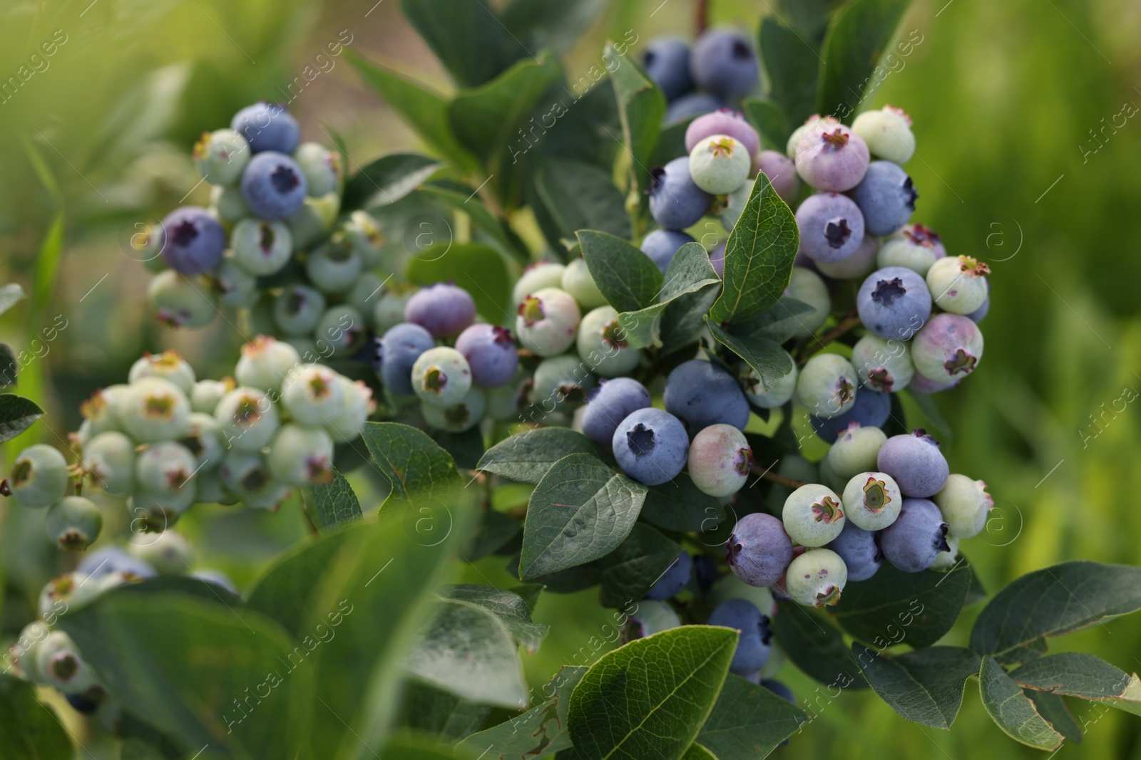 Photo of Wild blueberries growing outdoors, closeup. Seasonal berries