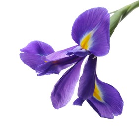 Photo of Beautiful violet iris flower isolated on white