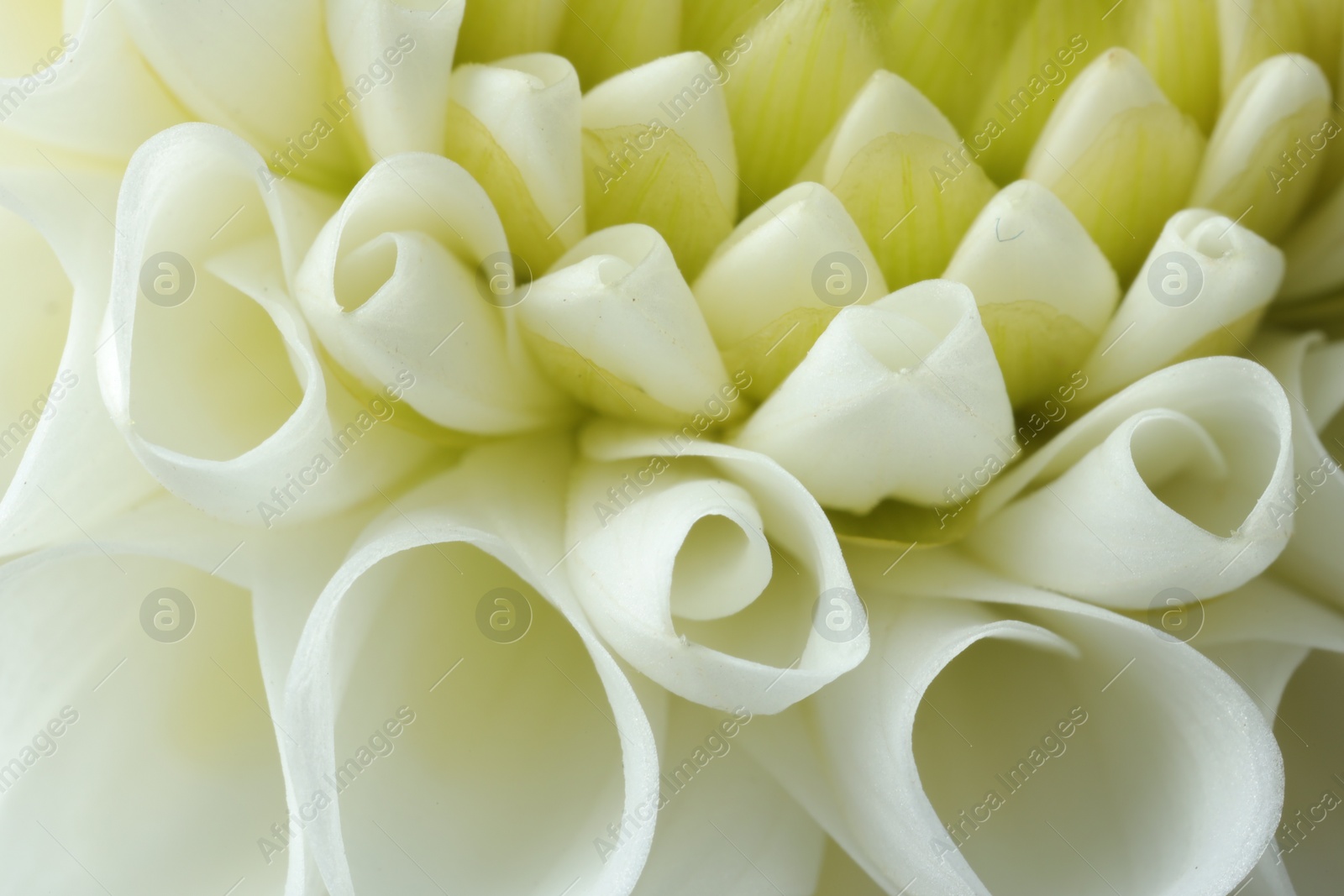 Photo of One beautiful white flower as background, macro