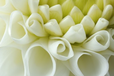 One beautiful white flower as background, macro