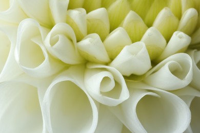 Photo of One beautiful white flower as background, macro