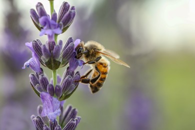 Photo of Honeybee collecting nectar from beautiful lavender flower outdoors, closeup. Space for text