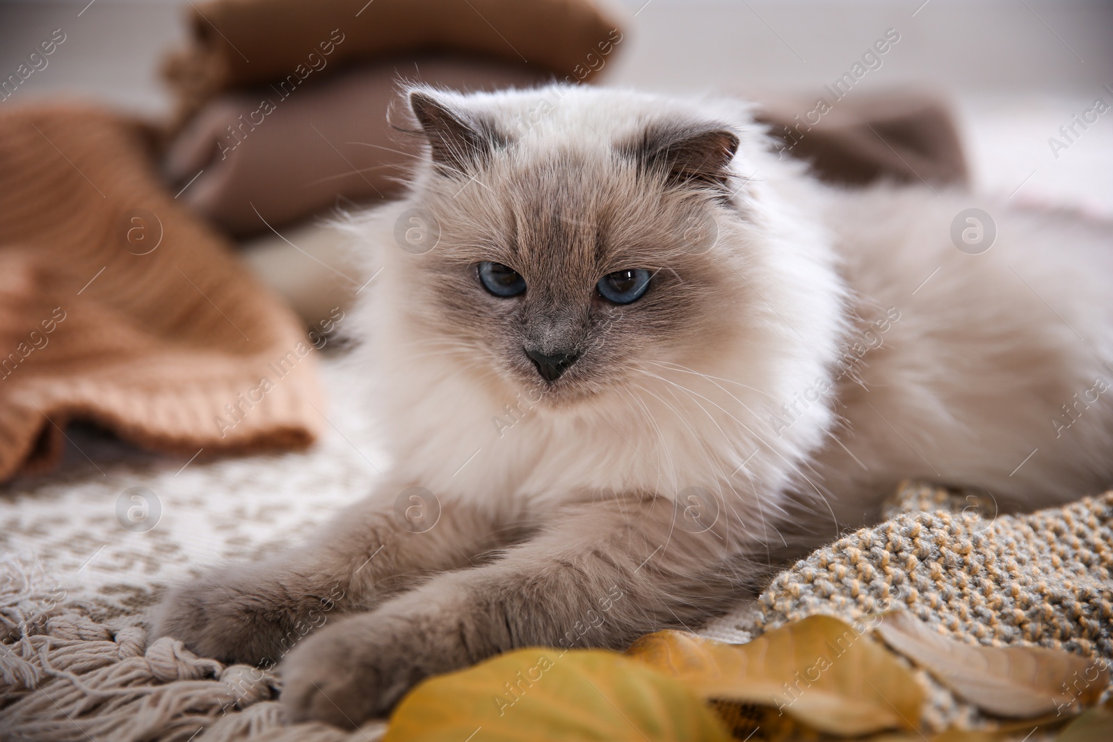 Photo of Cute cat lying on floor at home. Warm and cozy winter