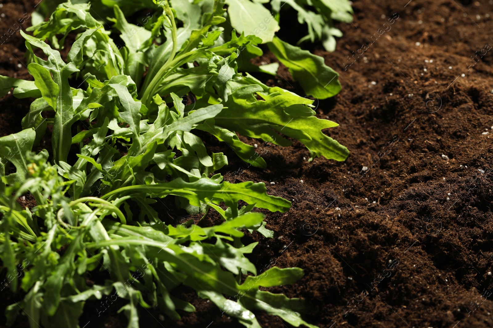 Photo of Young sprouts of arugula plant in soil, closeup