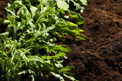 Young sprouts of arugula plant in soil, closeup