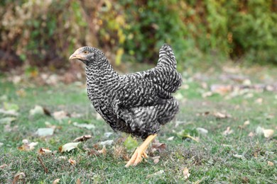 Photo of Beautiful chicken in yard on farm. Domestic animal