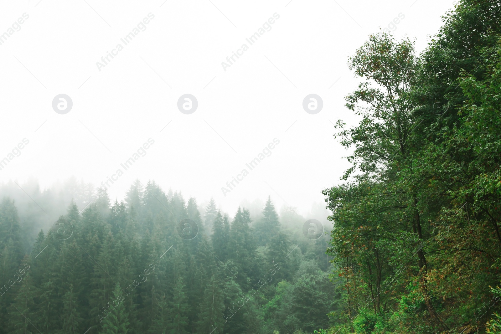 Photo of Picturesque landscape with mountain forest covered in mist